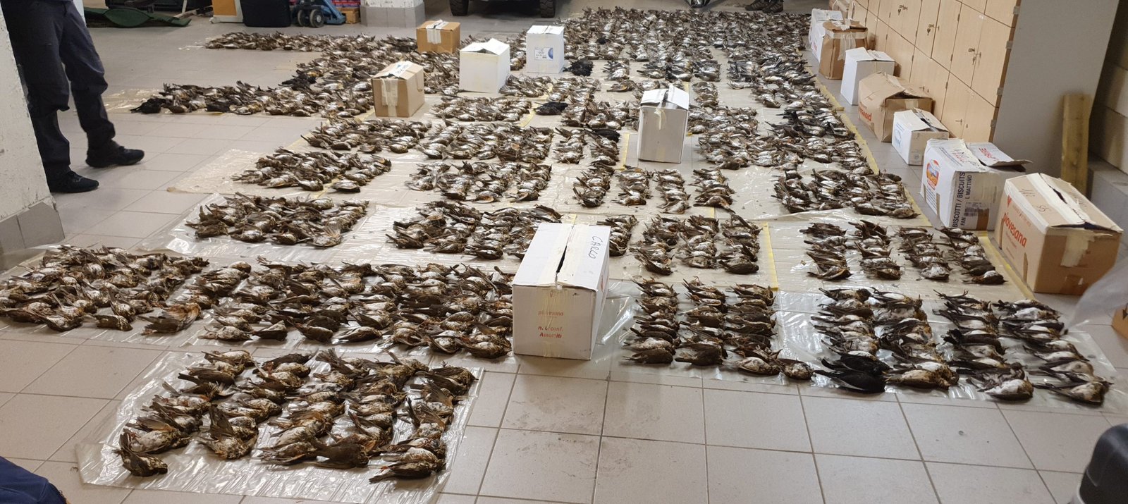 Nielegalne polowanie na ptaki