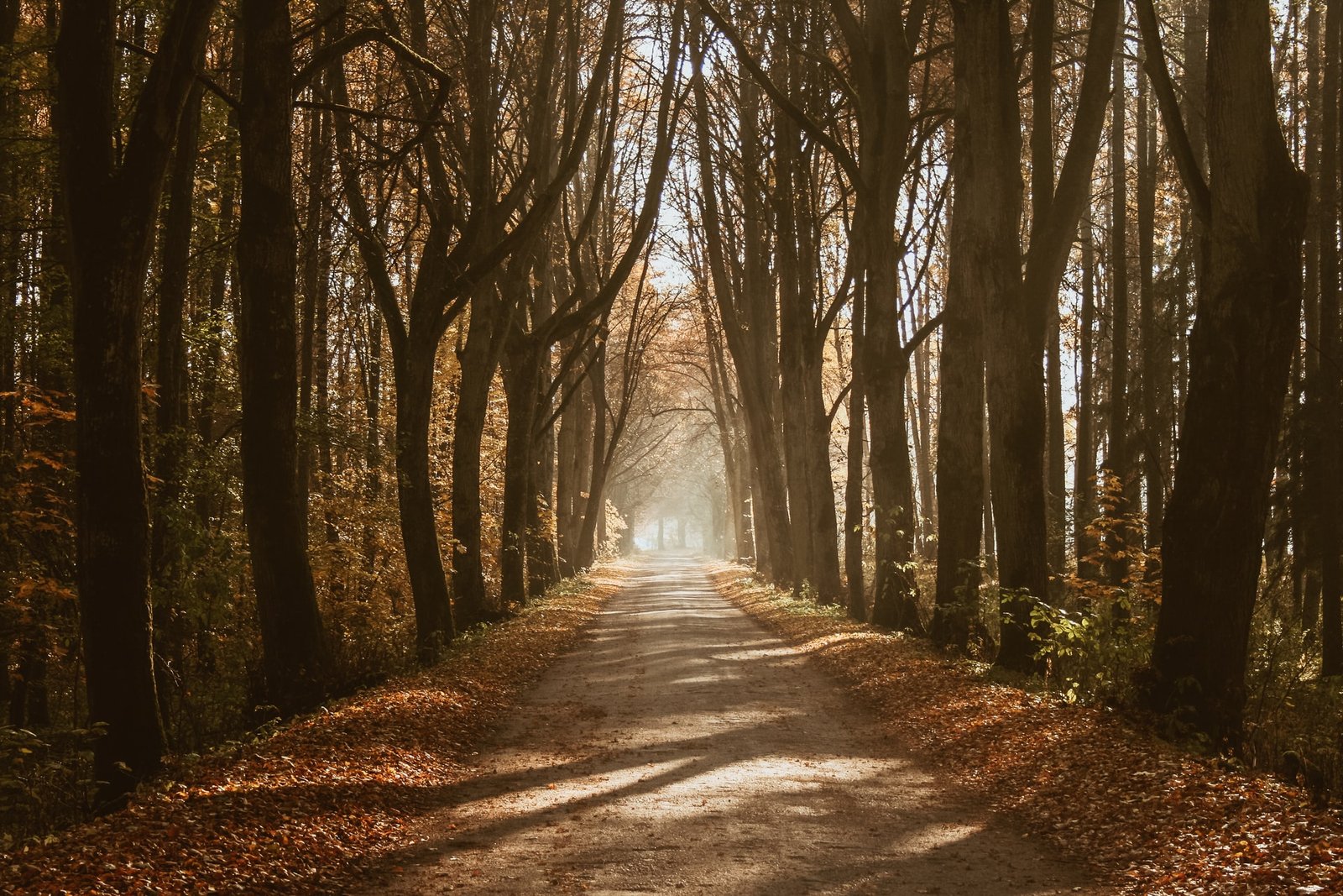 Mnich z Montpellier. Odcinek 5. Gdy opadają mgły
