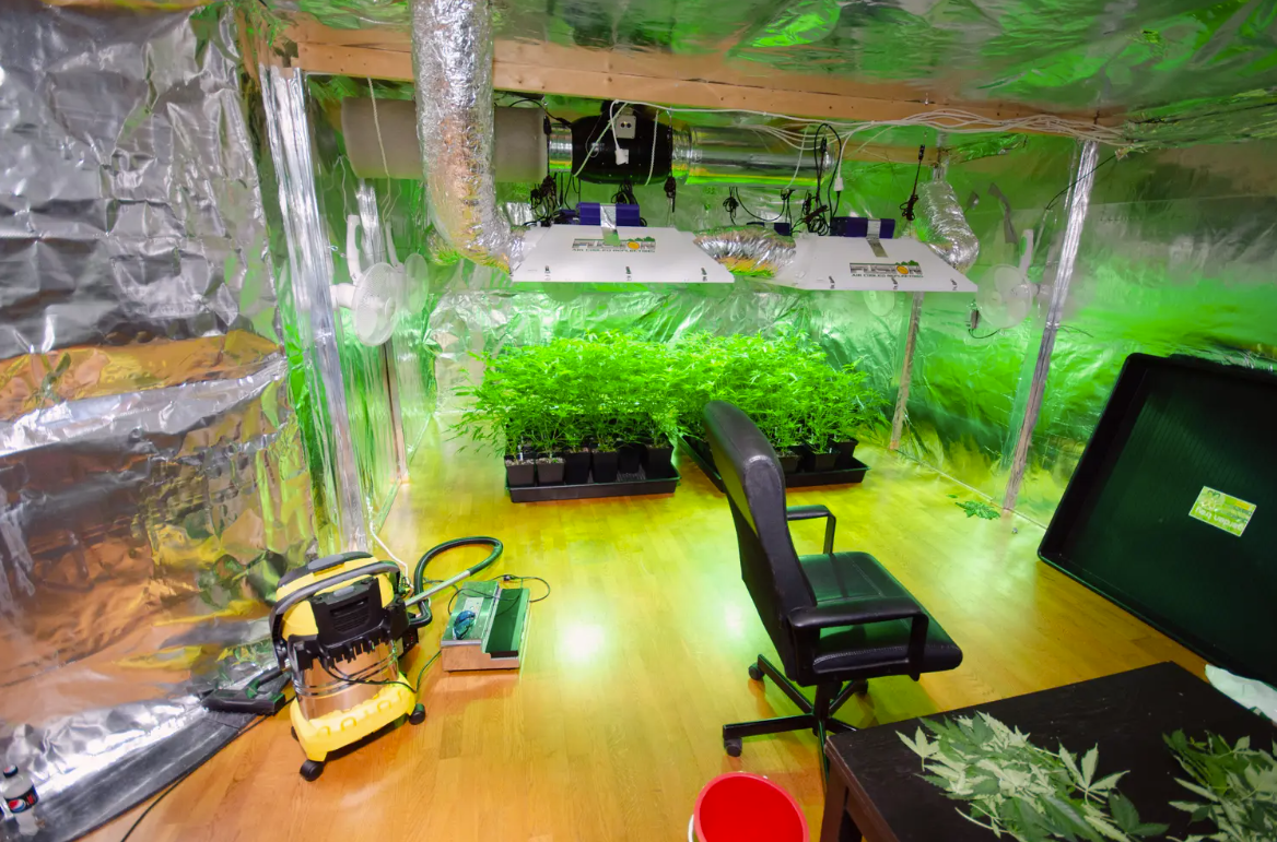 Vennesla: Hodowcy konopi ukarani