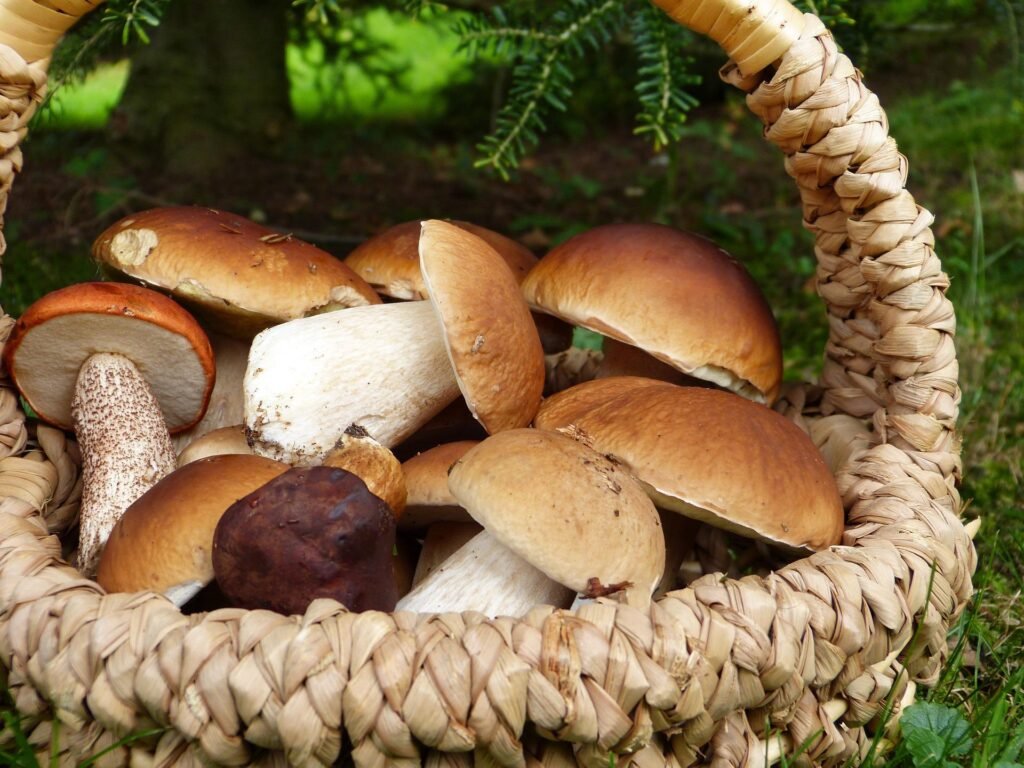 Fantastyczny sezon grzybowy