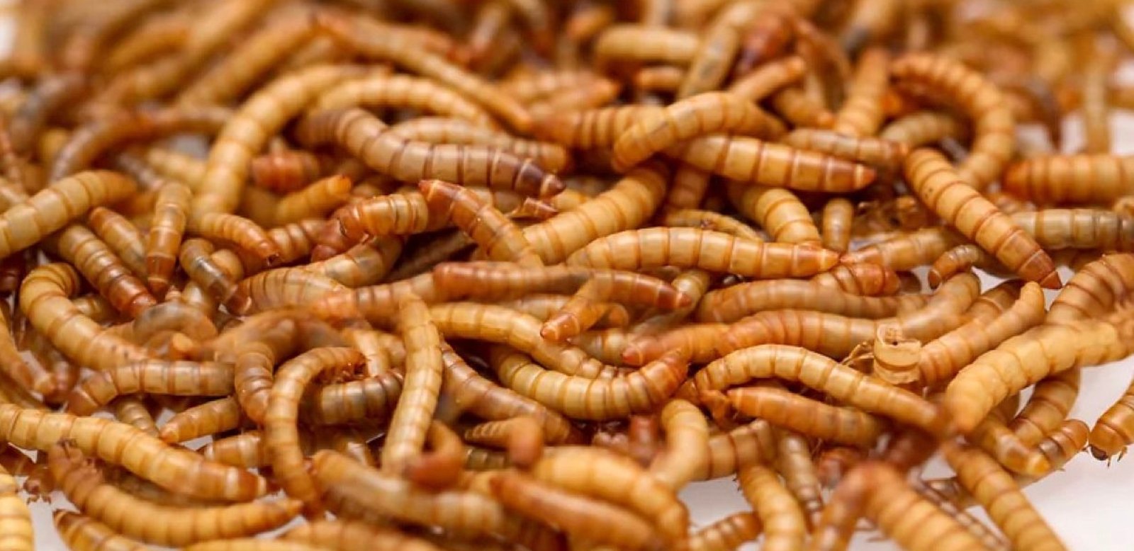 Sproszkowane larwy w naszej żywności