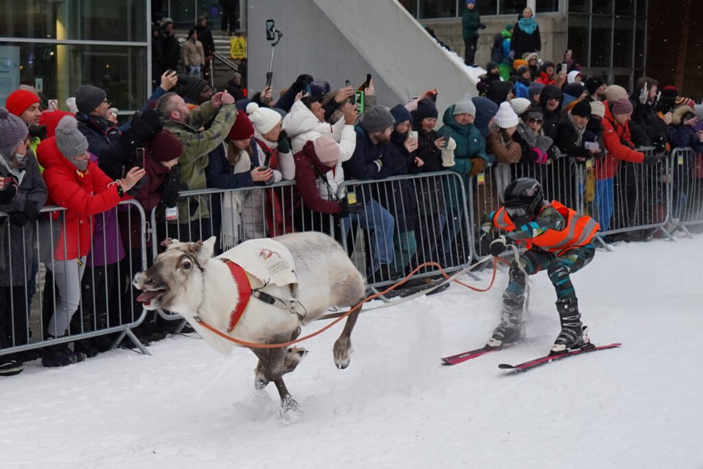 Wyścigi reniferów w Tromsø 2024