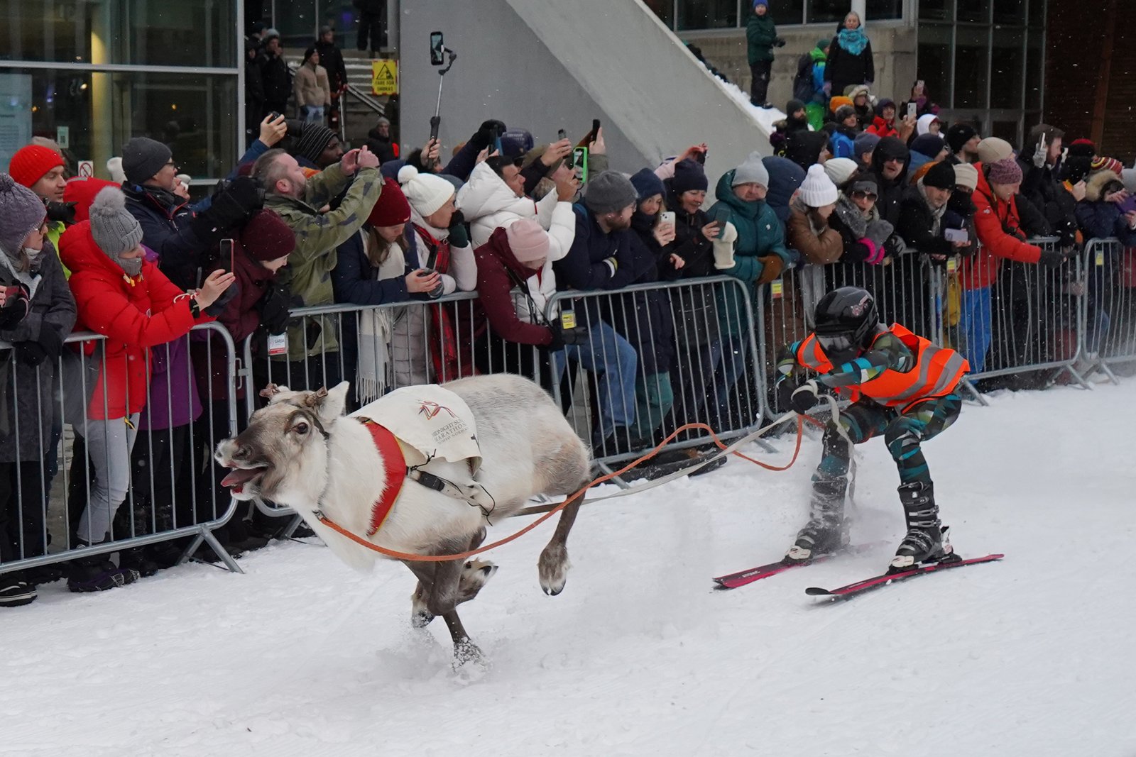 Wyścigi reniferów w Tromsø 2024