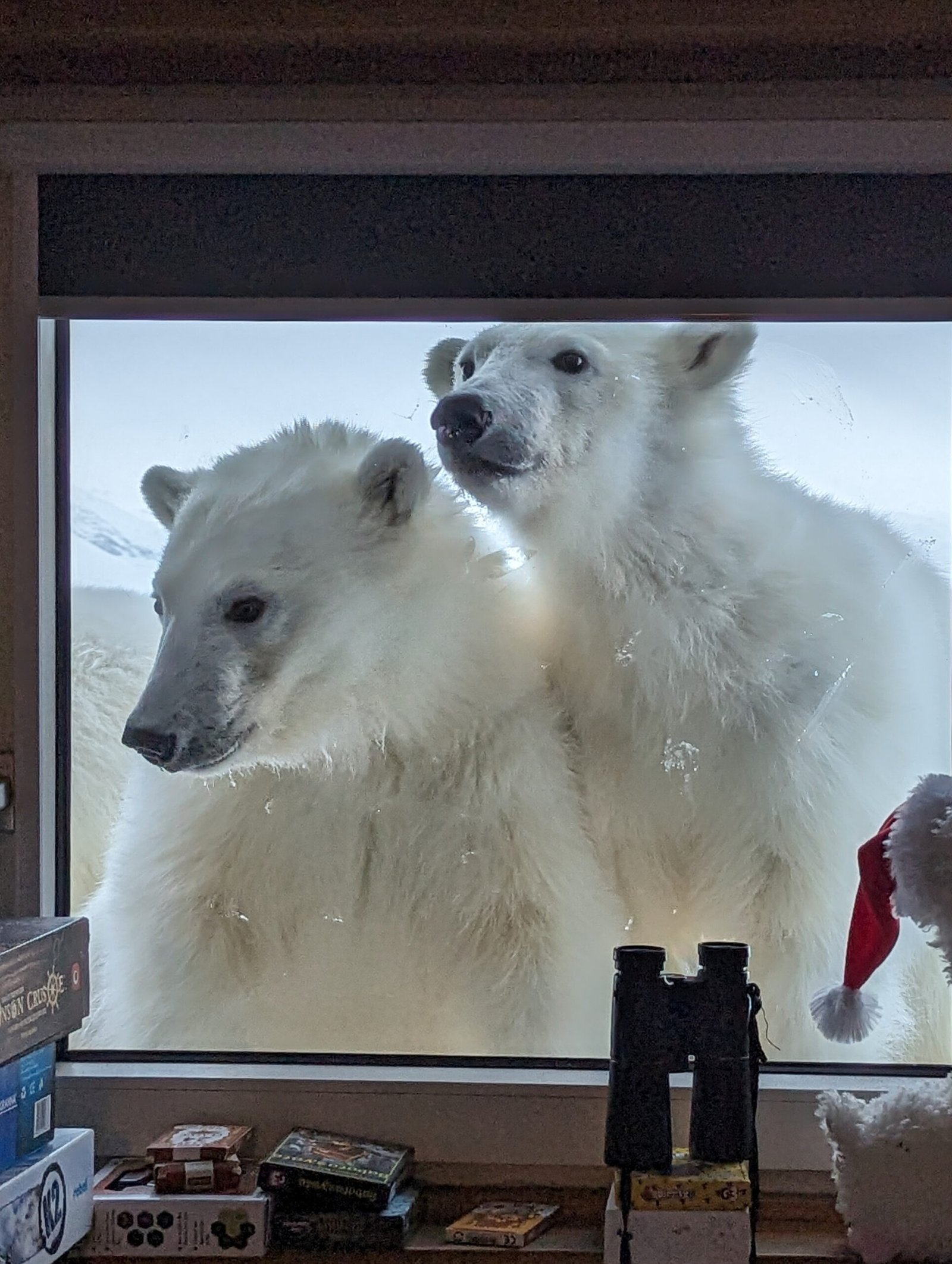 Wizyta niedźwiedzi polarnych w Polskiej Stacji Polarnej Hornsund