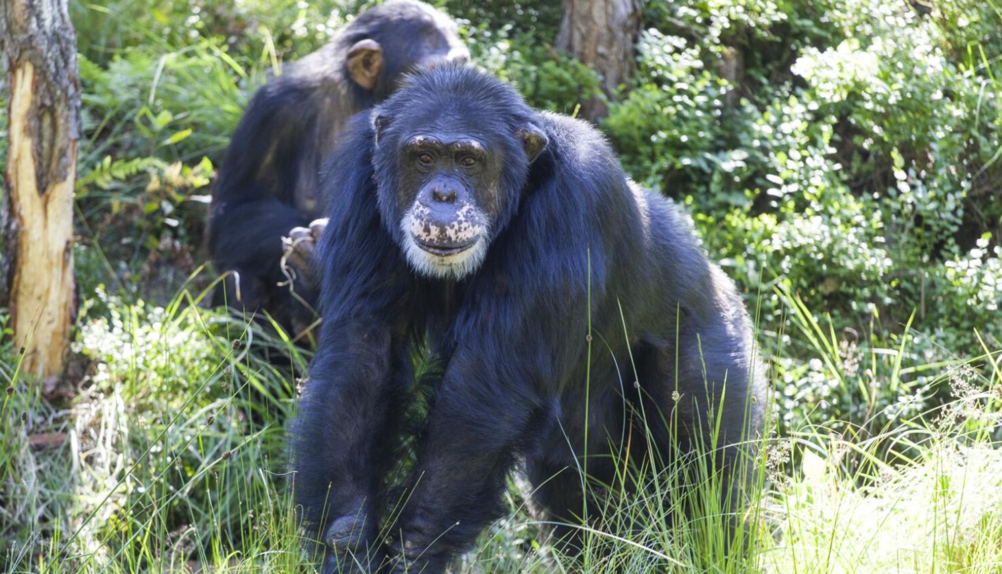 Юліус: Найвідоміший шимпанзе Норвегії