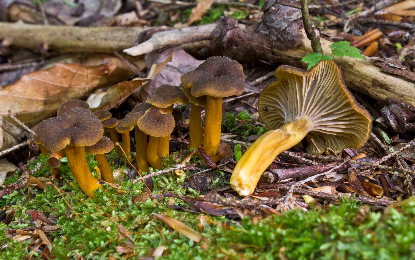 Już są! Norweski sezon grzybowy