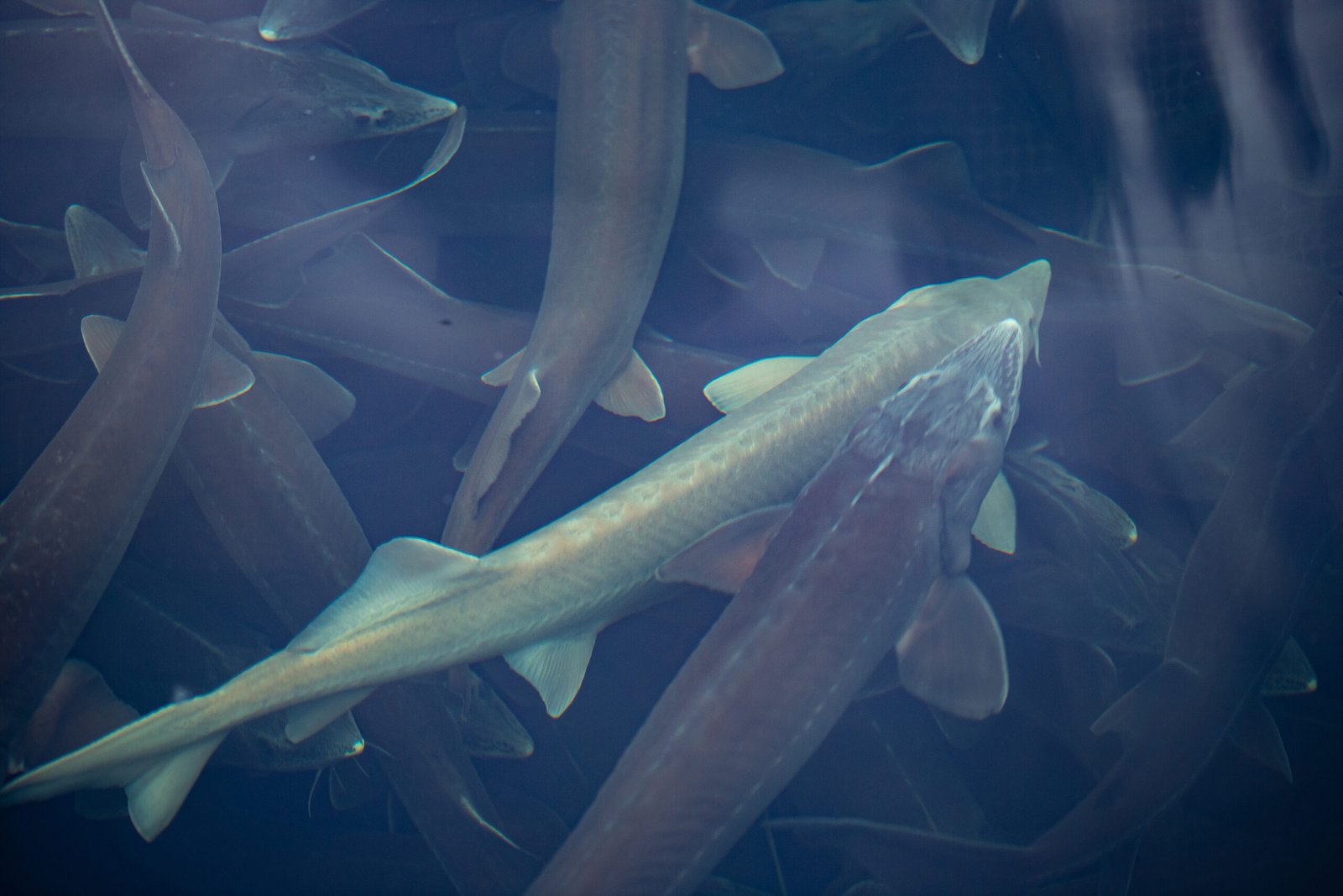 Лососеві воші: жах для аквакультури в Норвегії 