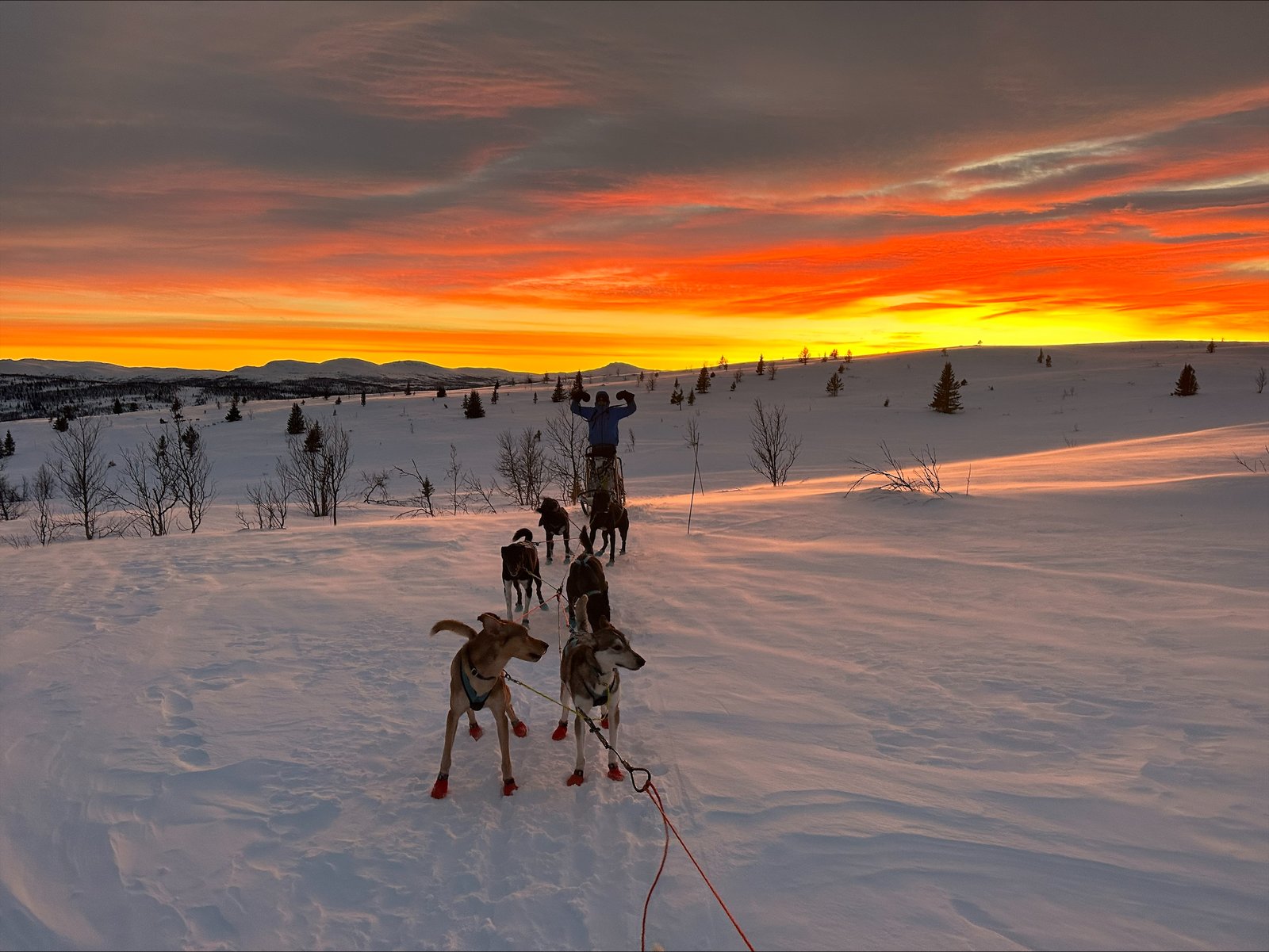 Psi zaprzęg Cyryla. Przyjaźń ma cztery łapy