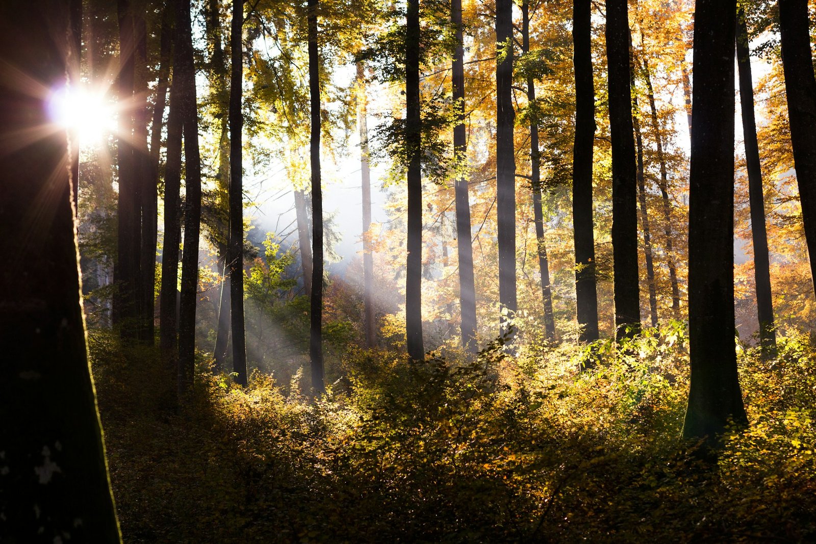 Ліс зцілює рани. Великодня подорож, щоб відчути себе
