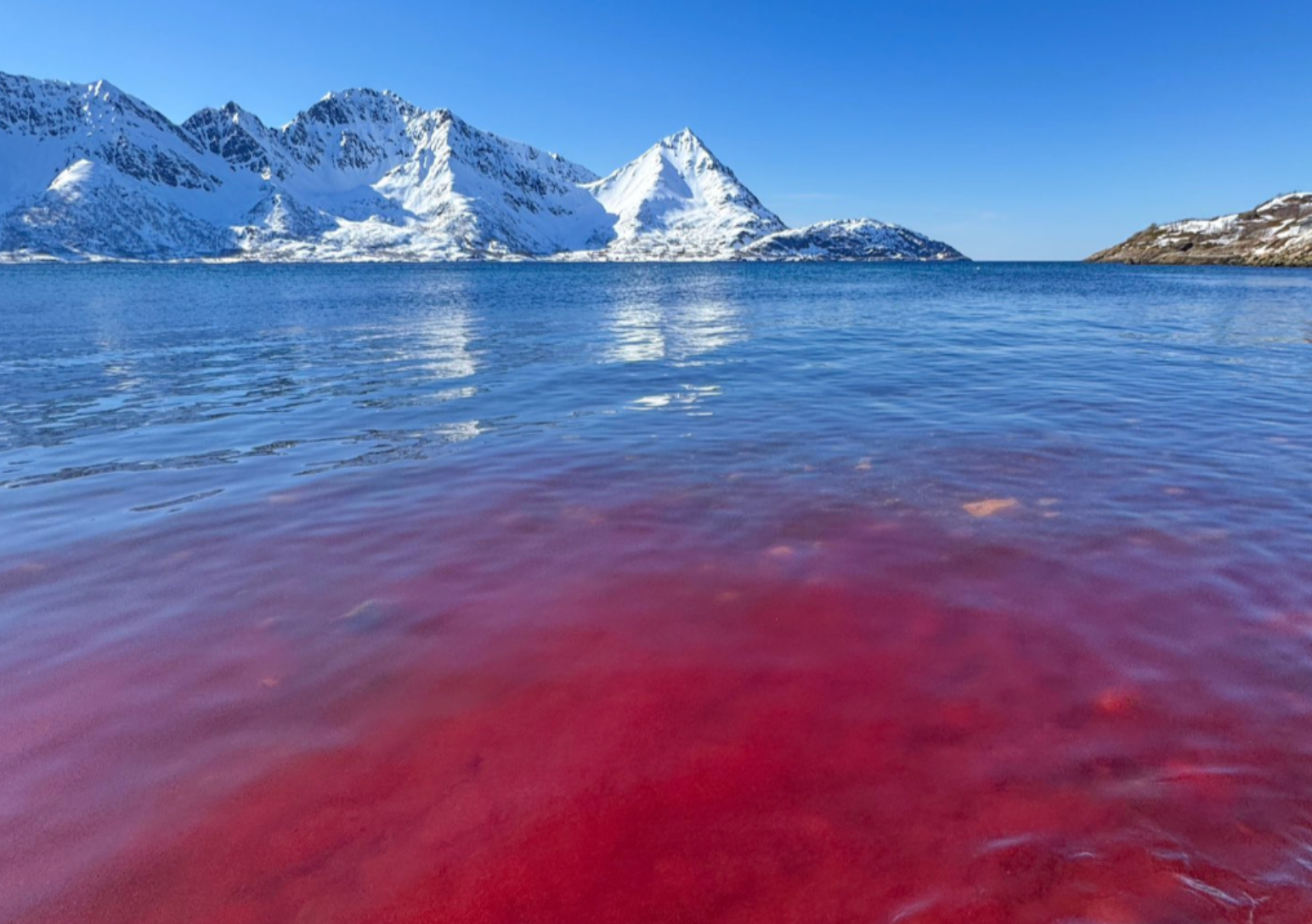 Czerwona woda w Finnmark: algi, krew czy skorupiaki?