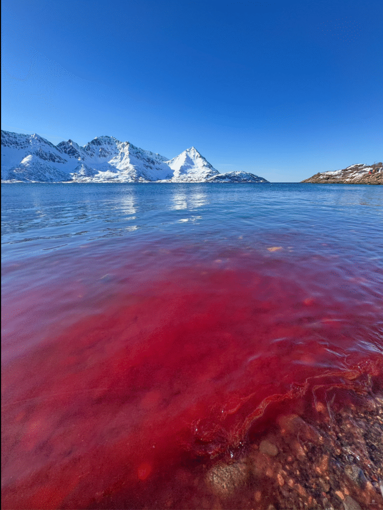 Plama czerwonej wody na morzu. Finnmark