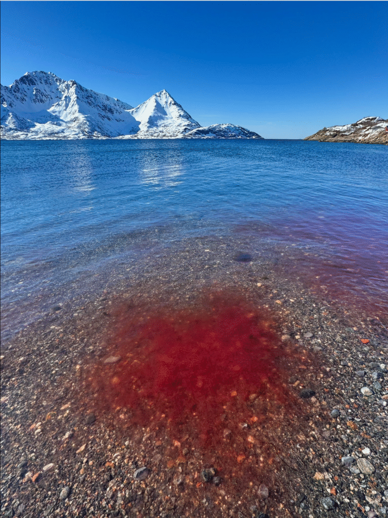 Plama czerwonej wody na morzu. Finnmark