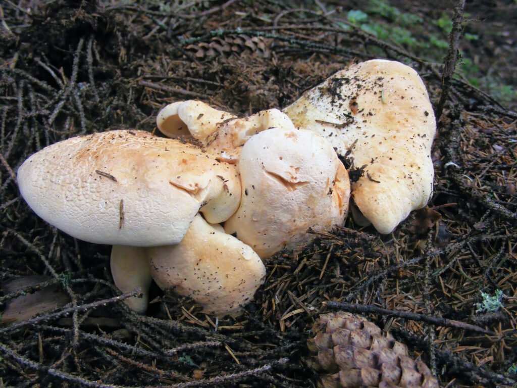 Grzyb Albatrellus ovinus