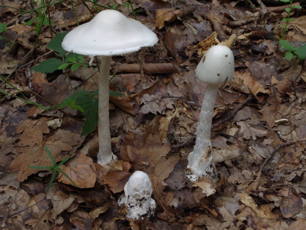 Amanita virosa
