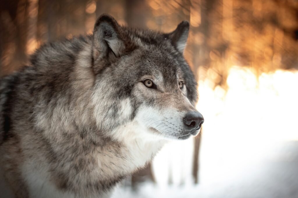 Rosyjskie wilki zabijają renifery w Norwegii