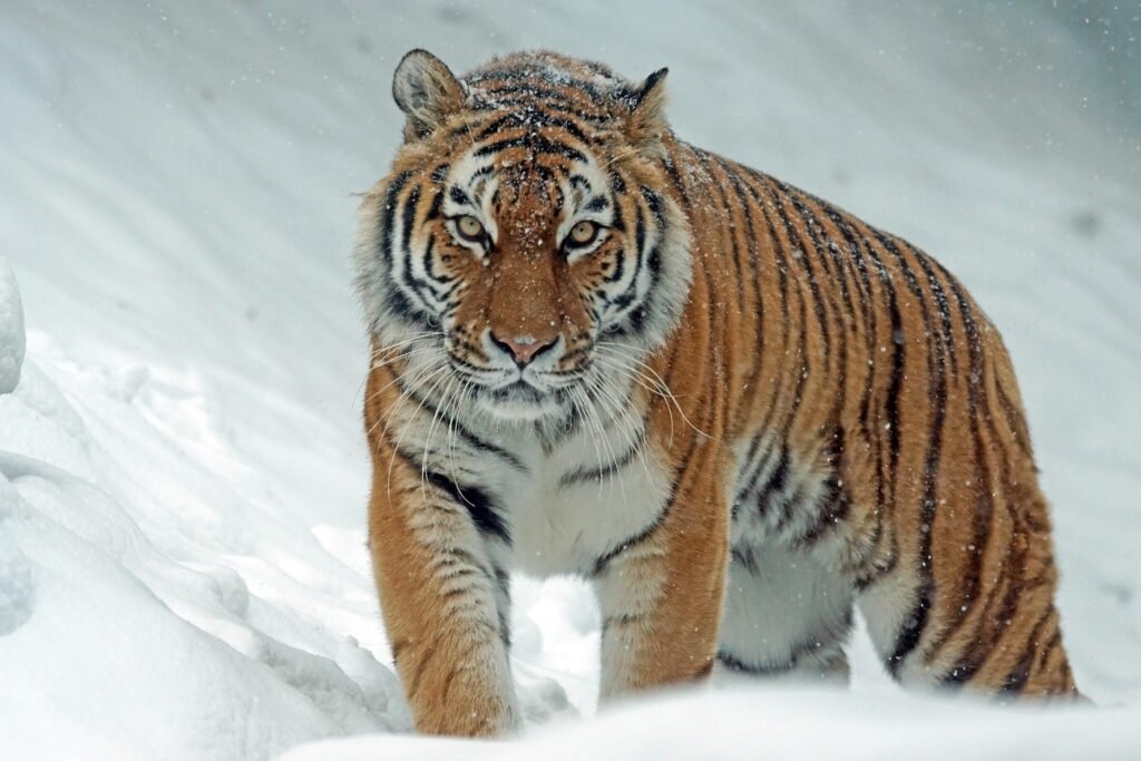 Mężczyzna w angielskim zoo zaatakowany przez Altaia – tygrysa urodzonego w Kristiansand tygrys syberyjski