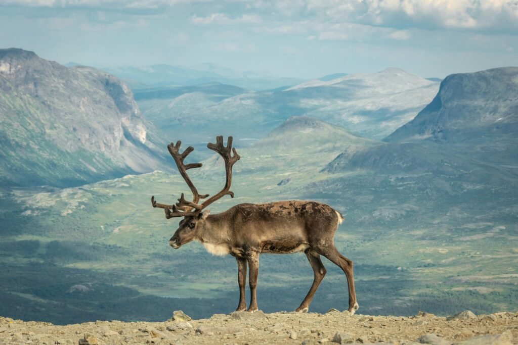 ubój reniferów w Norwegii